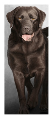 Choc Lab