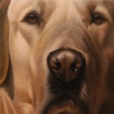 LTL Yellow Lab