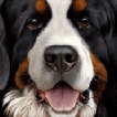 LTL Bernese