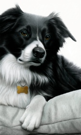 Collie