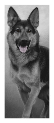 German Shep